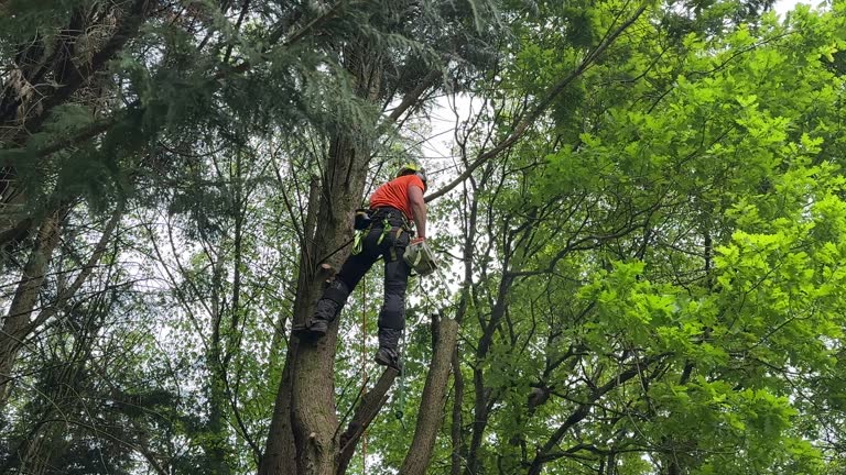 Best Tree Disease Treatment  in Lathrop, MO